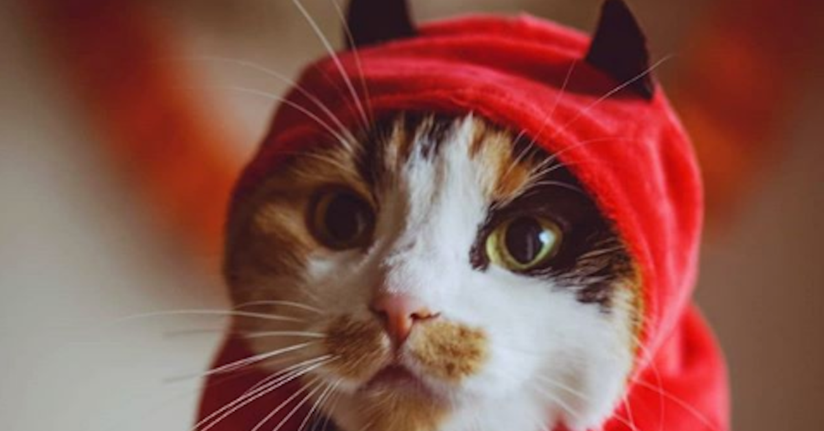 cat dressed in devil costume