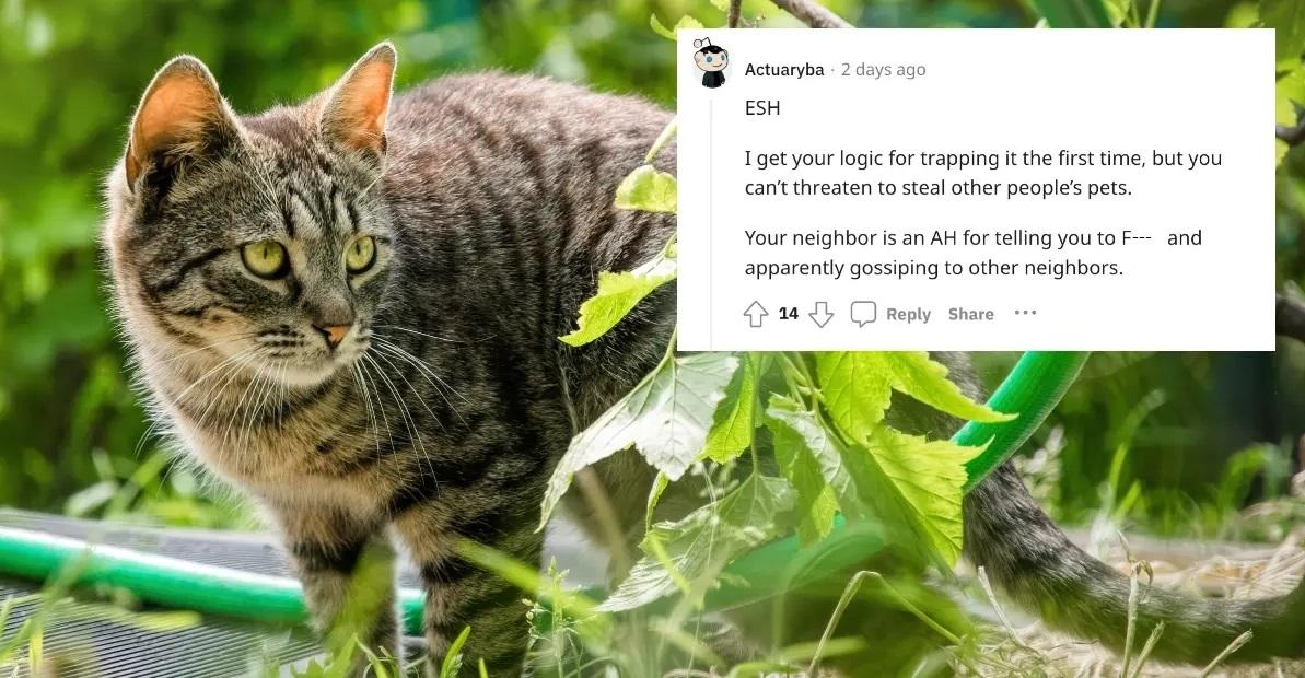 Person Threatens to Take Neighbor's Cat to the Pound