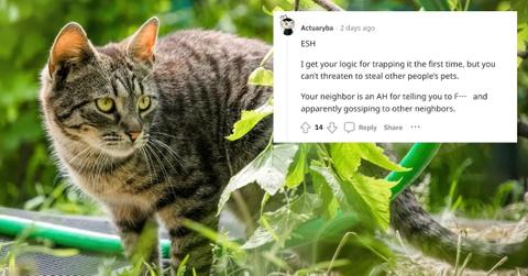 Woman Threatens to Take Neighbor's Outdoor Cat to the Pound, Sparks Debate