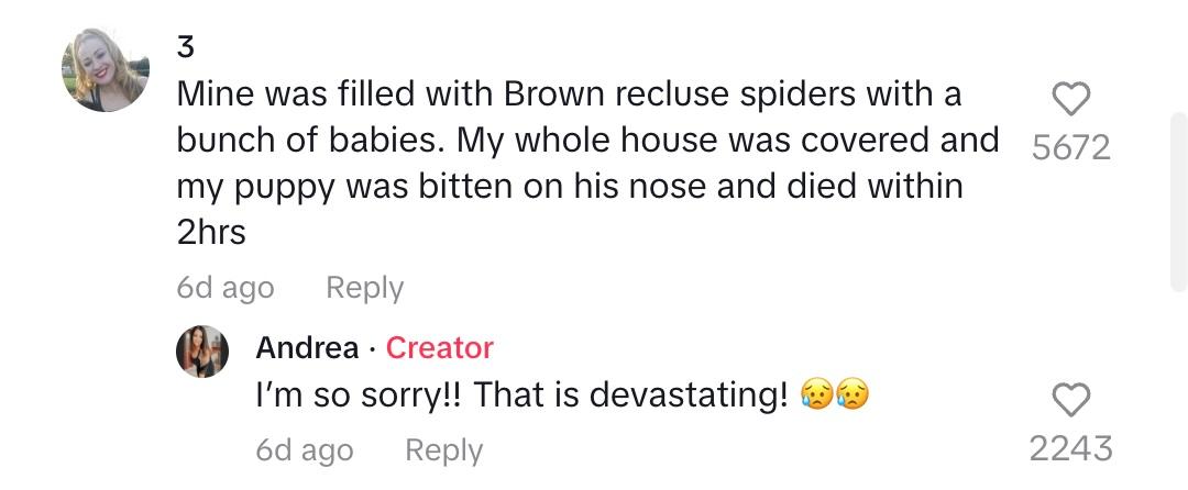 tiktok comment about spiders in christmas tree killing dog