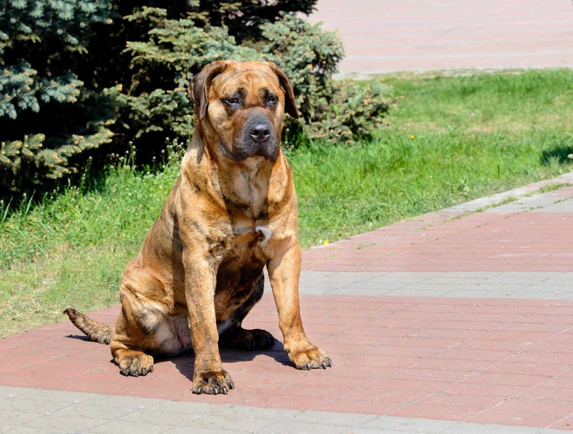 canary mastiff